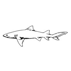 Coloring page: Shark (Animals) #14920 - Free Printable Coloring Pages