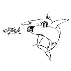 Coloring page: Shark (Animals) #14921 - Free Printable Coloring Pages