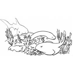 Coloring page: Shark (Animals) #14960 - Free Printable Coloring Pages