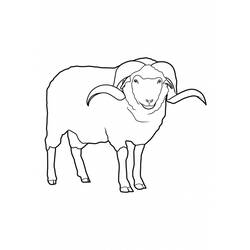Coloring page: Sheep (Animals) #11421 - Printable coloring pages