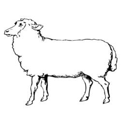 Coloring page: Sheep (Animals) #11452 - Free Printable Coloring Pages