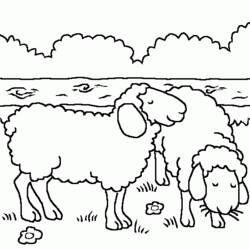 Coloring page: Sheep (Animals) #11500 - Printable coloring pages
