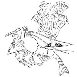 Shrimp (Animals) coloring page #208546 to print and color