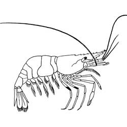 Shrimp (Animals) coloring page #208549 to print and color
