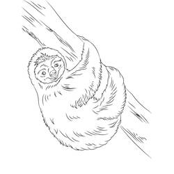 Coloring page: Sloth (Animals) #210409 - Free Printable Coloring Pages