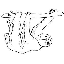 Coloring page: Sloth (Animals) #210416 - Free Printable Coloring Pages