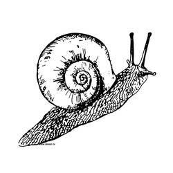 Coloring page: Snail (Animals) #6509 - Printable coloring pages