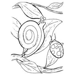 Coloring page: Snail (Animals) #6583 - Free Printable Coloring Pages