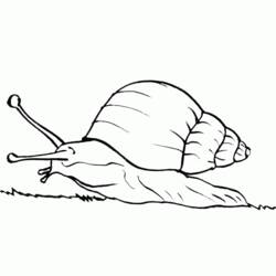 Coloring page: Snail (Animals) #6613 - Printable coloring pages