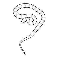 Coloring page: Snake (Animals) #14410 - Free Printable Coloring Pages