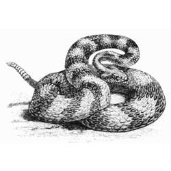 Coloring page: Snake (Animals) #14454 - Free Printable Coloring Pages