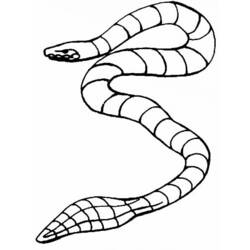 Coloring page: Snake (Animals) #14512 - Free Printable Coloring Pages