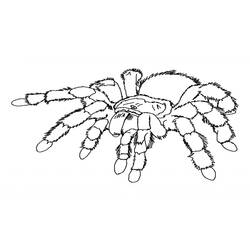 Coloring page: Spider (Animals) #586 - Printable coloring pages