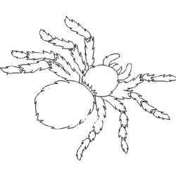 Coloring page: Spider (Animals) #670 - Printable coloring pages