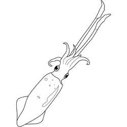 Coloring page: Squid (Animals) #208861 - Free Printable Coloring Pages