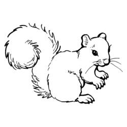 Coloring page: Squirrel (Animals) #6097 - Printable coloring pages