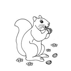 Coloring page: Squirrel (Animals) #6106 - Free Printable Coloring Pages