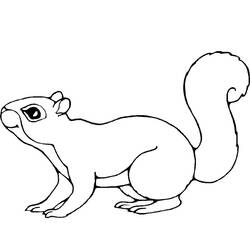 Coloring page: Squirrel (Animals) #6113 - Printable coloring pages