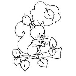 Coloring page: Squirrel (Animals) #6116 - Free Printable Coloring Pages