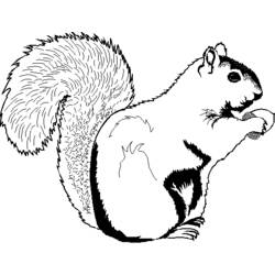 Coloring page: Squirrel (Animals) #6118 - Free Printable Coloring Pages