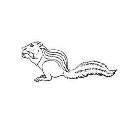 Coloring page: Squirrel (Animals) #6126 - Printable coloring pages