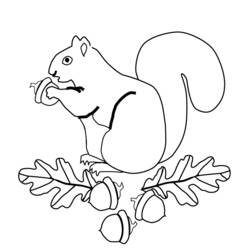 Coloring page: Squirrel (Animals) #6127 - Printable coloring pages