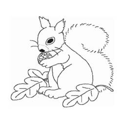 Coloring page: Squirrel (Animals) #6128 - Printable coloring pages