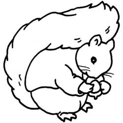 Coloring page: Squirrel (Animals) #6166 - Free Printable Coloring Pages