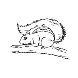 Coloring page: Squirrel (Animals) #6173 - Free Printable Coloring Pages