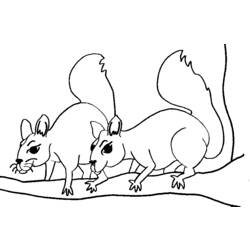 Coloring page: Squirrel (Animals) #6192 - Free Printable Coloring Pages