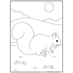 Coloring page: Squirrel (Animals) #6202 - Free Printable Coloring Pages