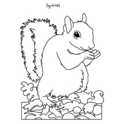 Coloring page: Squirrel (Animals) #6203 - Free Printable Coloring Pages