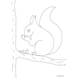 Coloring page: Squirrel (Animals) #6211 - Printable coloring pages
