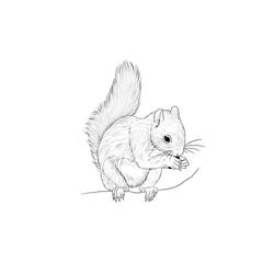 Coloring page: Squirrel (Animals) #6229 - Free Printable Coloring Pages