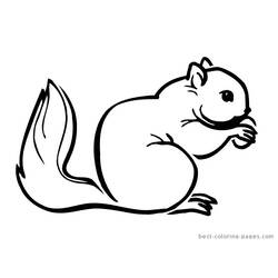 Coloring page: Squirrel (Animals) #6240 - Free Printable Coloring Pages