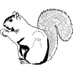 Coloring page: Squirrel (Animals) #6245 - Free Printable Coloring Pages