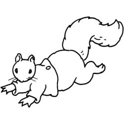 Coloring page: Squirrel (Animals) #6246 - Free Printable Coloring Pages