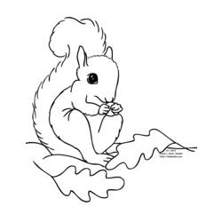 Coloring page: Squirrel (Animals) #6248 - Printable coloring pages