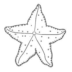 Starfish (Animals) coloring page #187151 to print and color