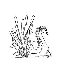 Coloring page: Swan (Animals) #5038 - Printable coloring pages