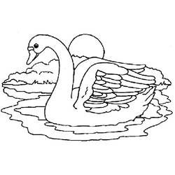 Coloring page: Swan (Animals) #5055 - Printable coloring pages