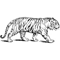 Coloring page: Tiger (Animals) #13588 - Printable coloring pages