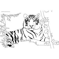 Coloring page: Tiger (Animals) #13590 - Printable coloring pages