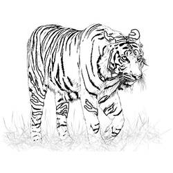 Coloring page: Tiger (Animals) #13599 - Free Printable Coloring Pages
