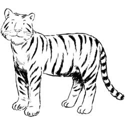 Coloring page: Tiger (Animals) #13621 - Free Printable Coloring Pages