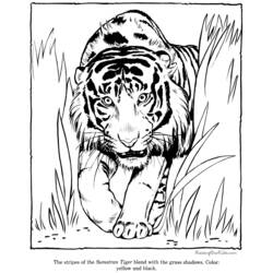 Coloring page: Tiger (Animals) #13664 - Free Printable Coloring Pages