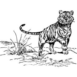 Coloring page: Tiger (Animals) #13710 - Free Printable Coloring Pages