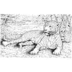 Coloring page: Tiger (Animals) #13742 - Printable coloring pages