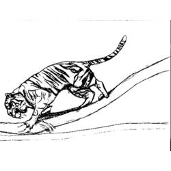 Coloring page: Tiger (Animals) #13760 - Free Printable Coloring Pages