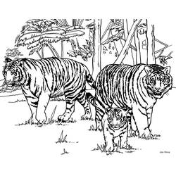Tiger (Animals) coloring page #174905 to print and color